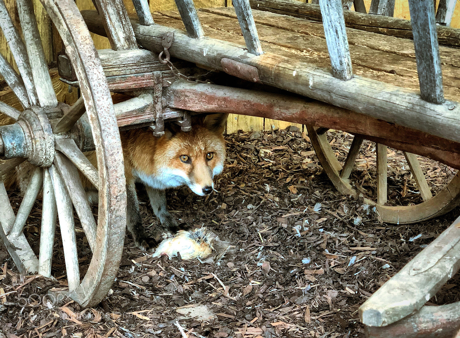 Apple iPhone X sample photo. Foxy feast photography