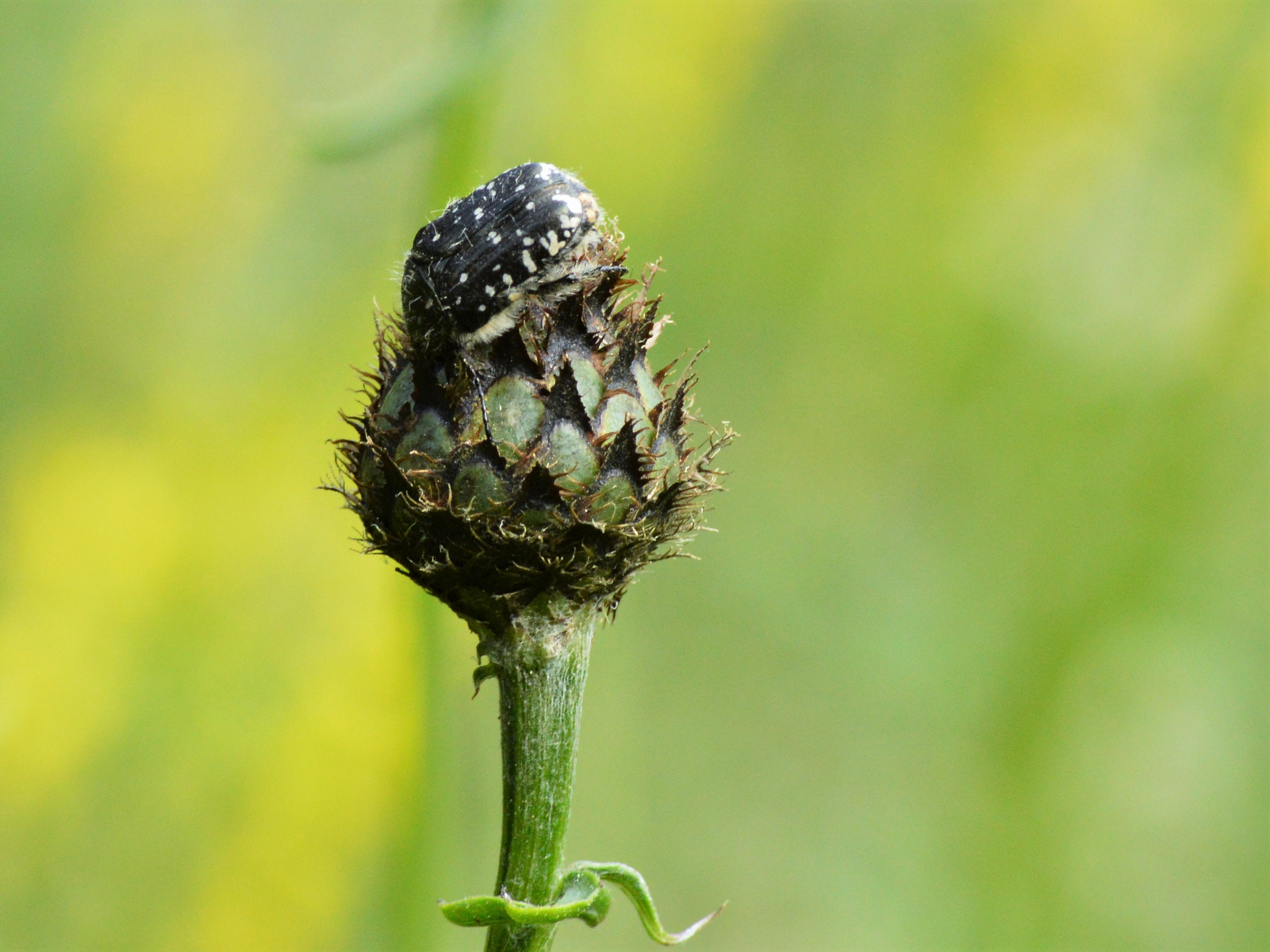 Nikon D3200 sample photo