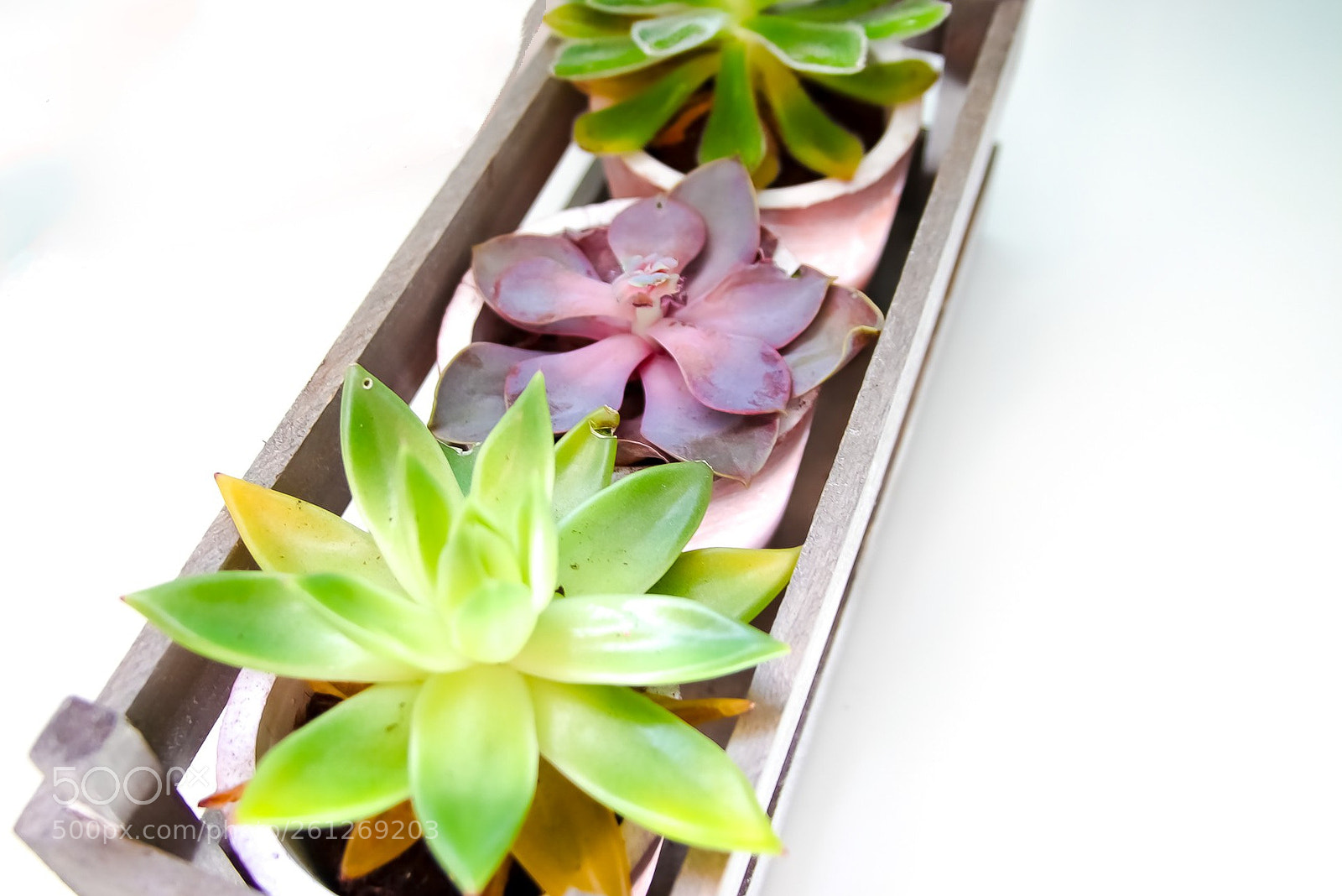 Canon EOS 77D (EOS 9000D / EOS 770D) sample photo. House plants photography