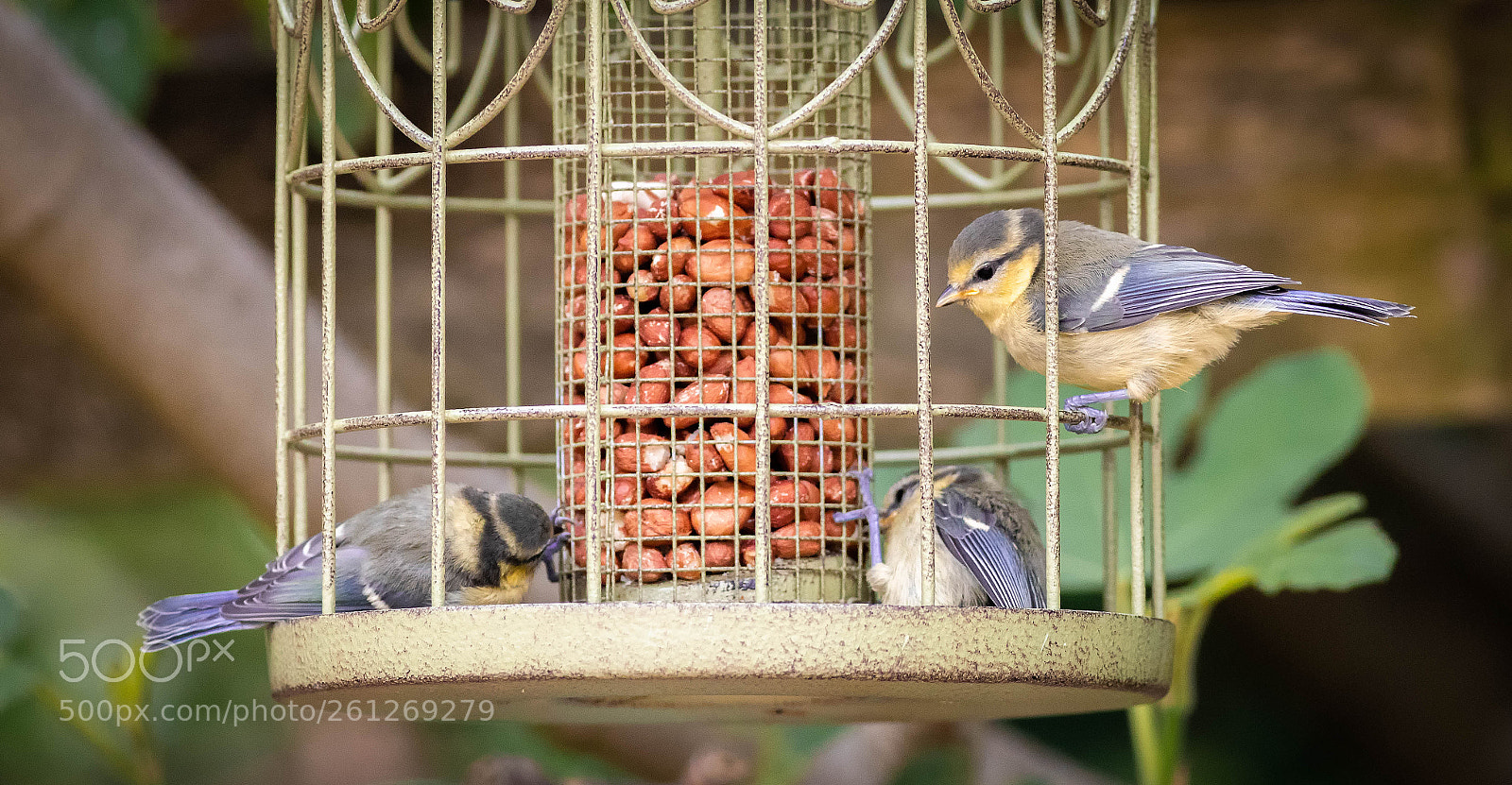 Canon EOS 5D Mark IV sample photo. Fledgling blue tits.jpg photography