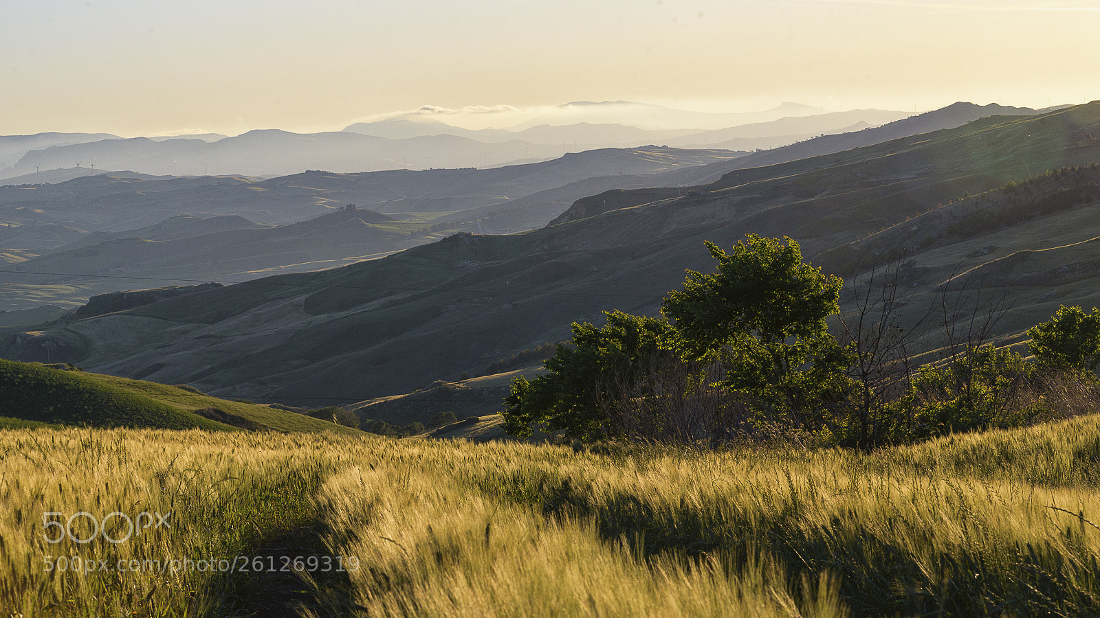 Nikon D750 sample photo. Fields of gold photography