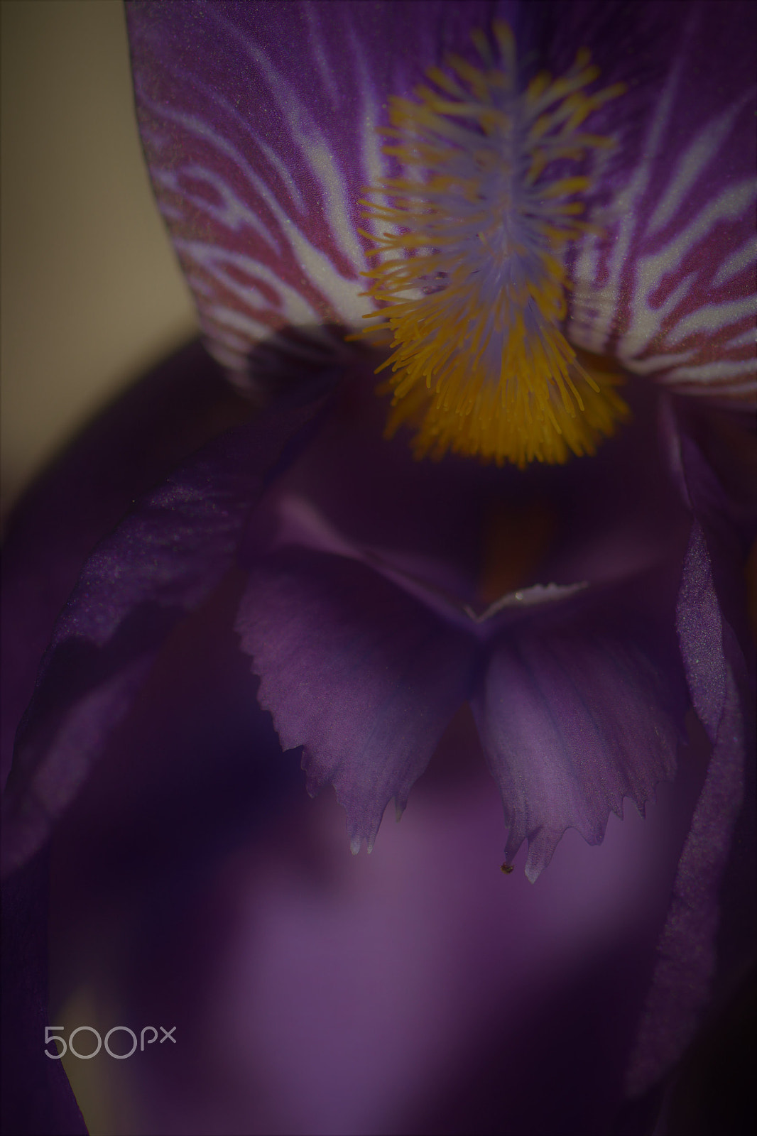 Nikon D7100 + Nikon AF-S Micro-Nikkor 105mm F2.8G IF-ED VR sample photo. A iris in the dark. photography