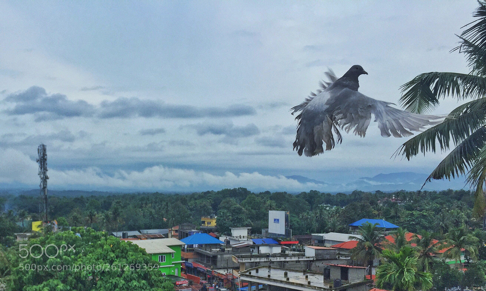 Apple iPhone 6 sample photo. Flying pigeon photography