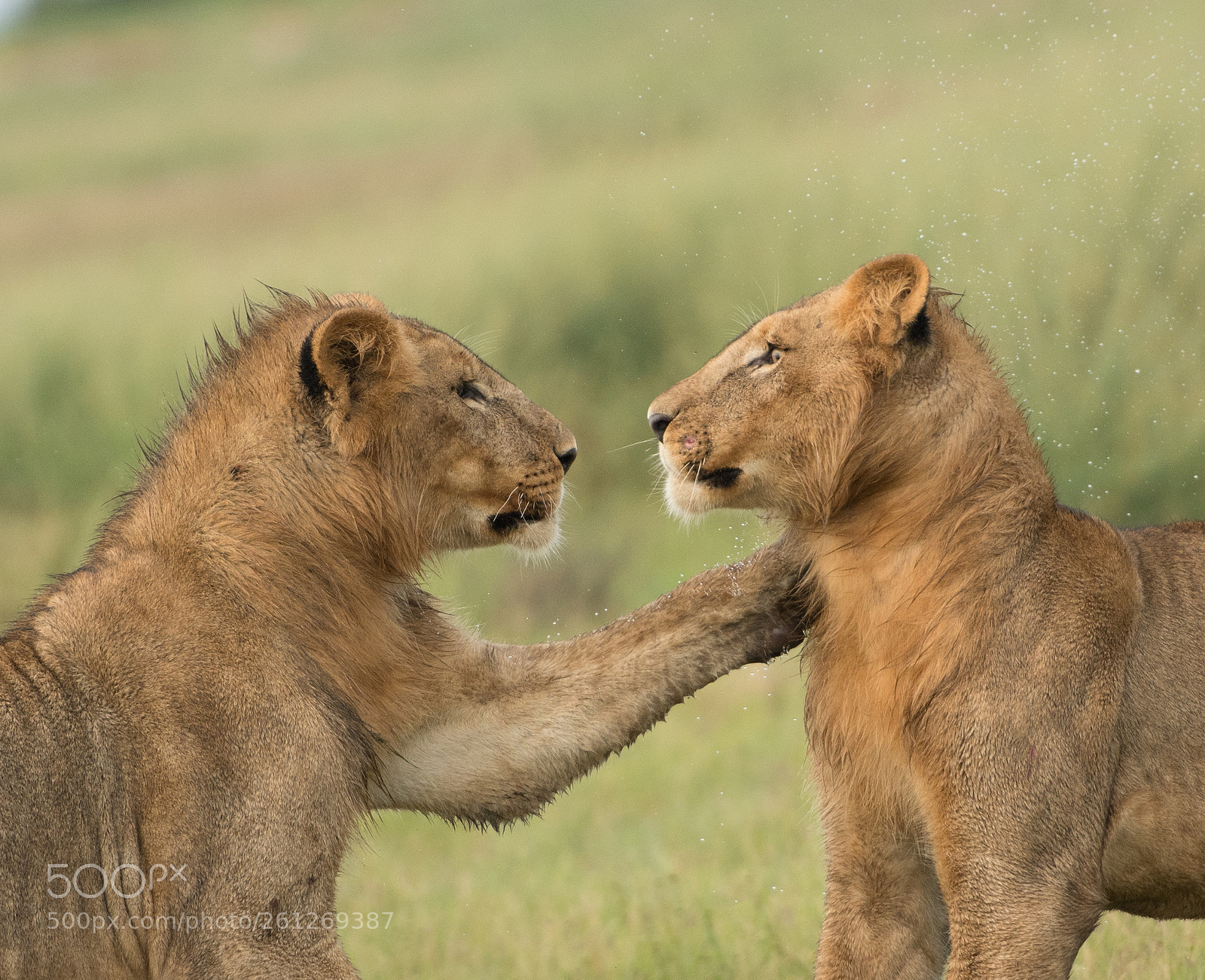 Nikon D500 sample photo. Lioncubs_playing.jpg photography
