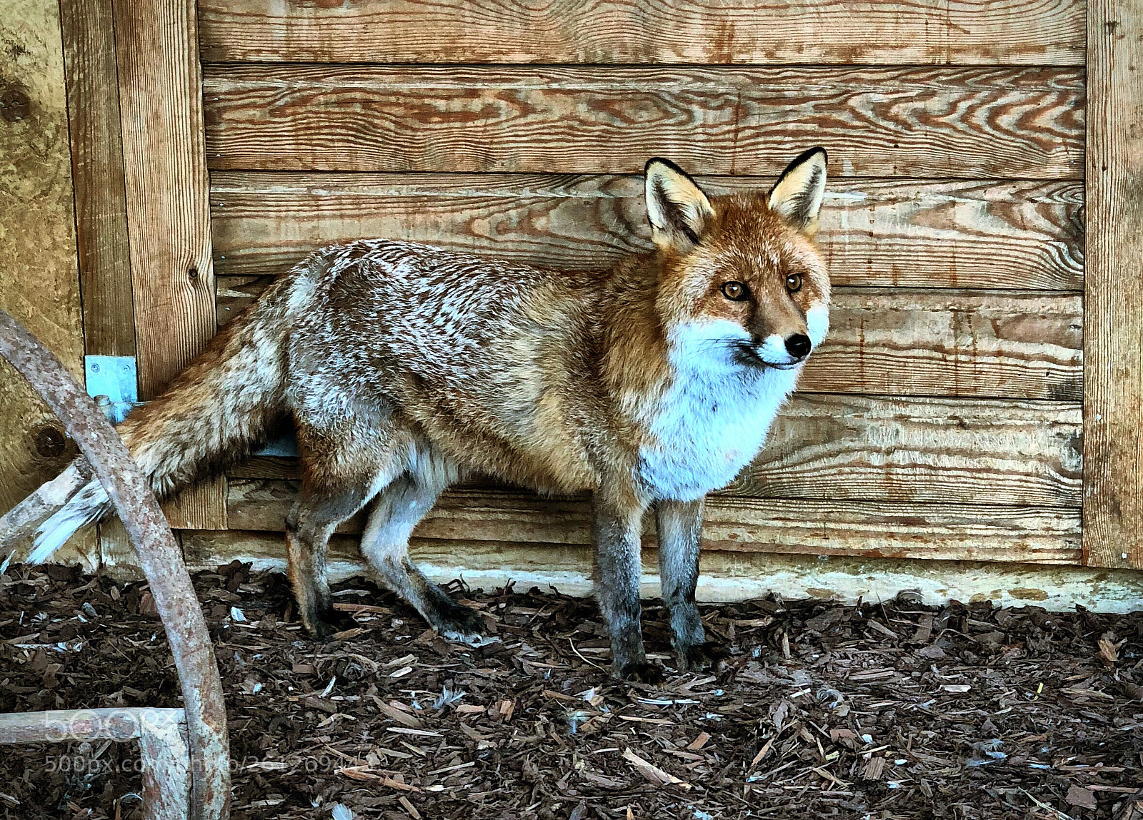 Apple iPhone X sample photo. Cheeky fox photography