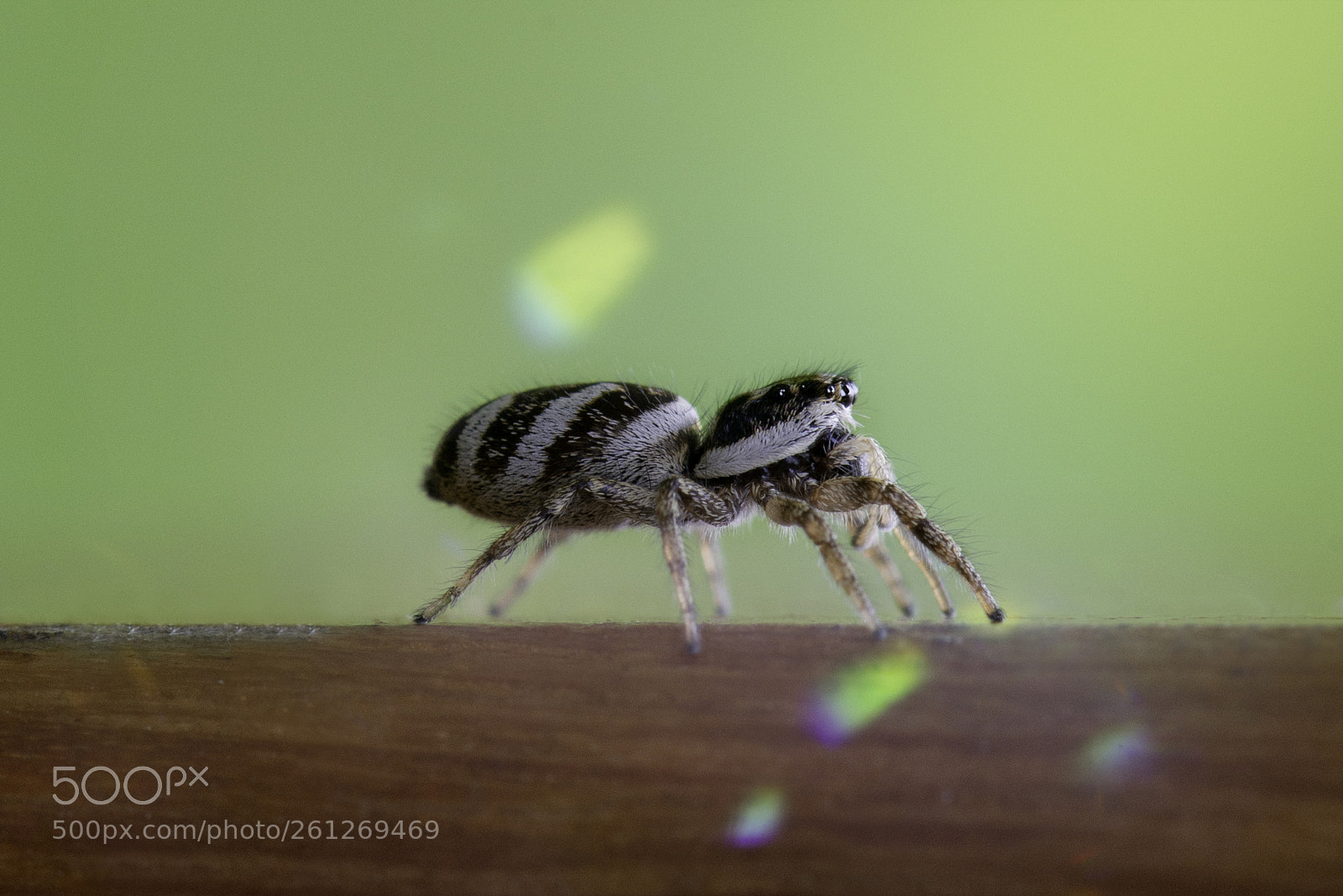 Nikon D800 sample photo. Parading jumper photography