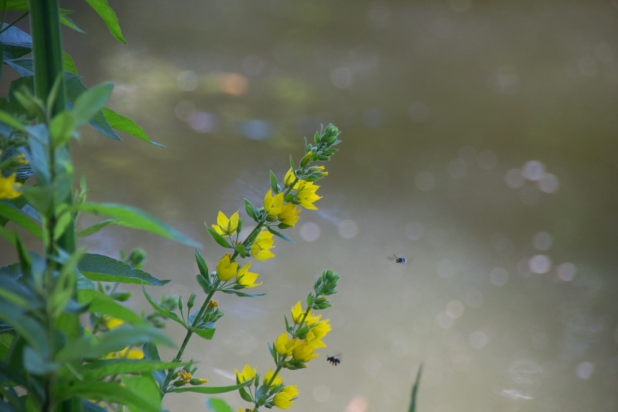 Canon EOS 700D (EOS Rebel T5i / EOS Kiss X7i) + Sigma 18-250mm F3.5-6.3 DC OS HSM sample photo. Flowers and insects photography