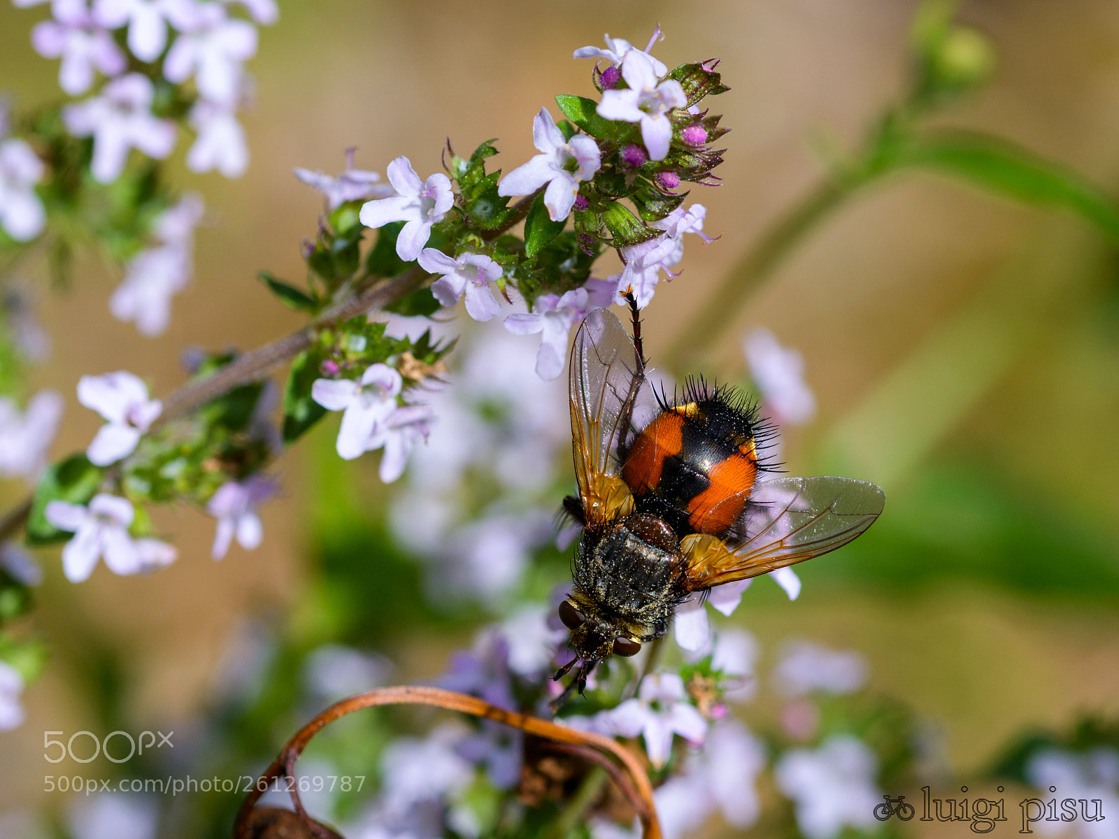 Nikon D7100 sample photo. Red fly photography