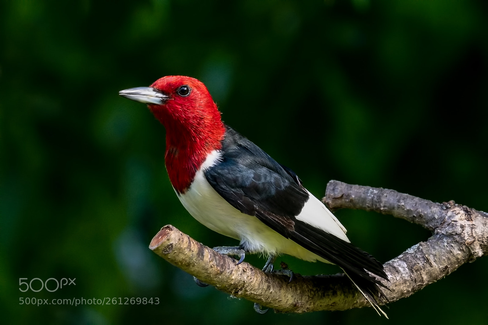 Sony a7R III sample photo. Red headed woodpecker photography