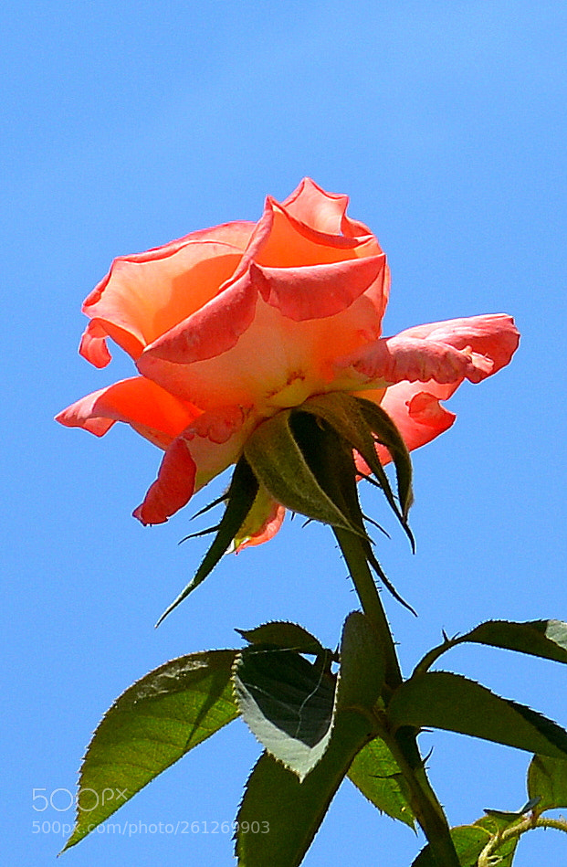 Nikon D5200 sample photo. Flower photography