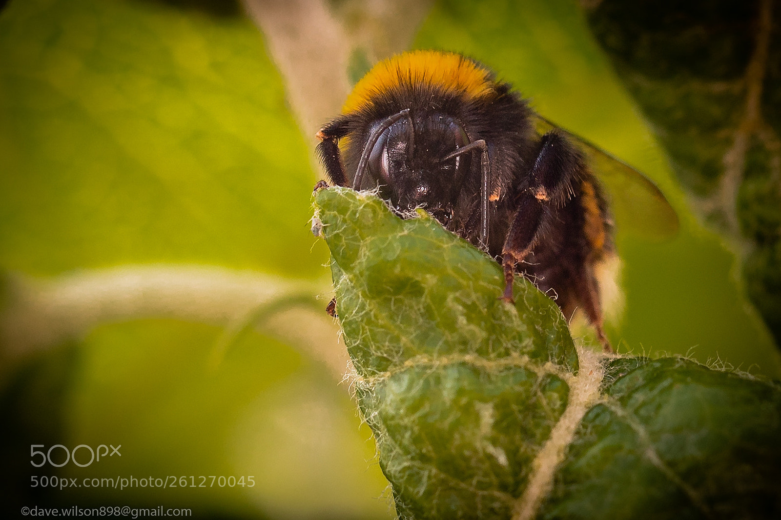 Canon EOS 5D Mark IV sample photo. Mr. bee photography