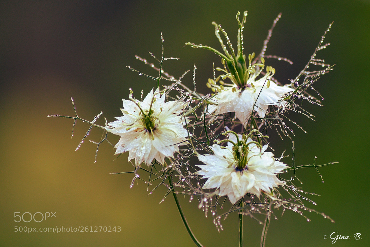 Nikon D300 sample photo. Watery flowers photography