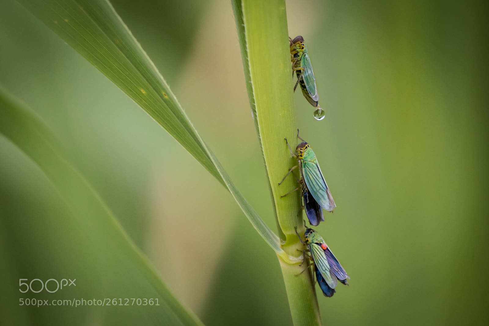 Canon EOS 80D sample photo. Beetle - käfer photography