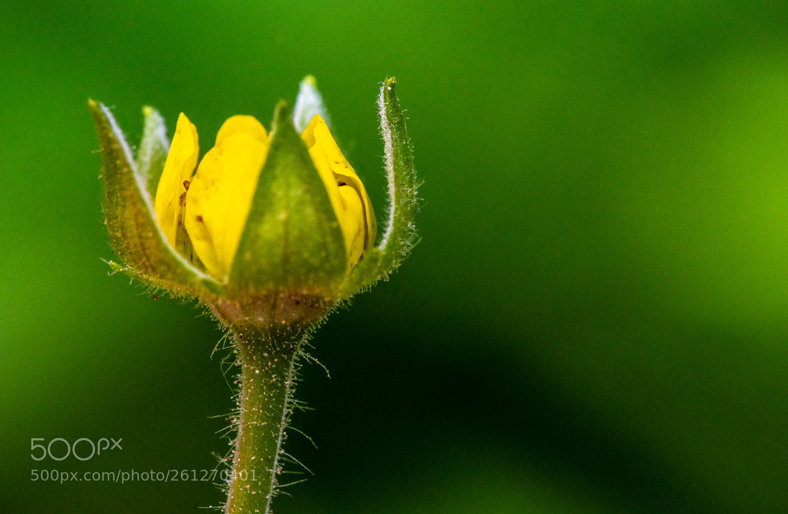 Nikon D7200 sample photo. Almost a flower photography