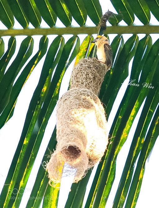 Canon EOS 750D (EOS Rebel T6i / EOS Kiss X8i) sample photo. Birds  photography