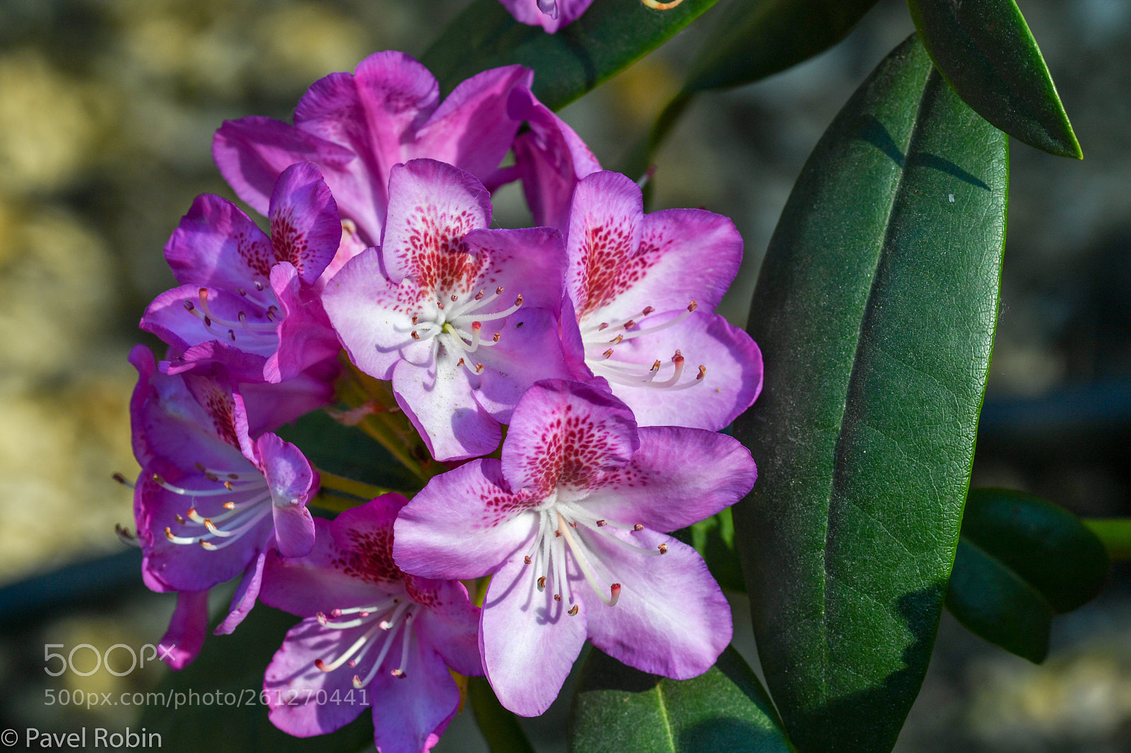 Nikon D5 sample photo. Rhododendron photography