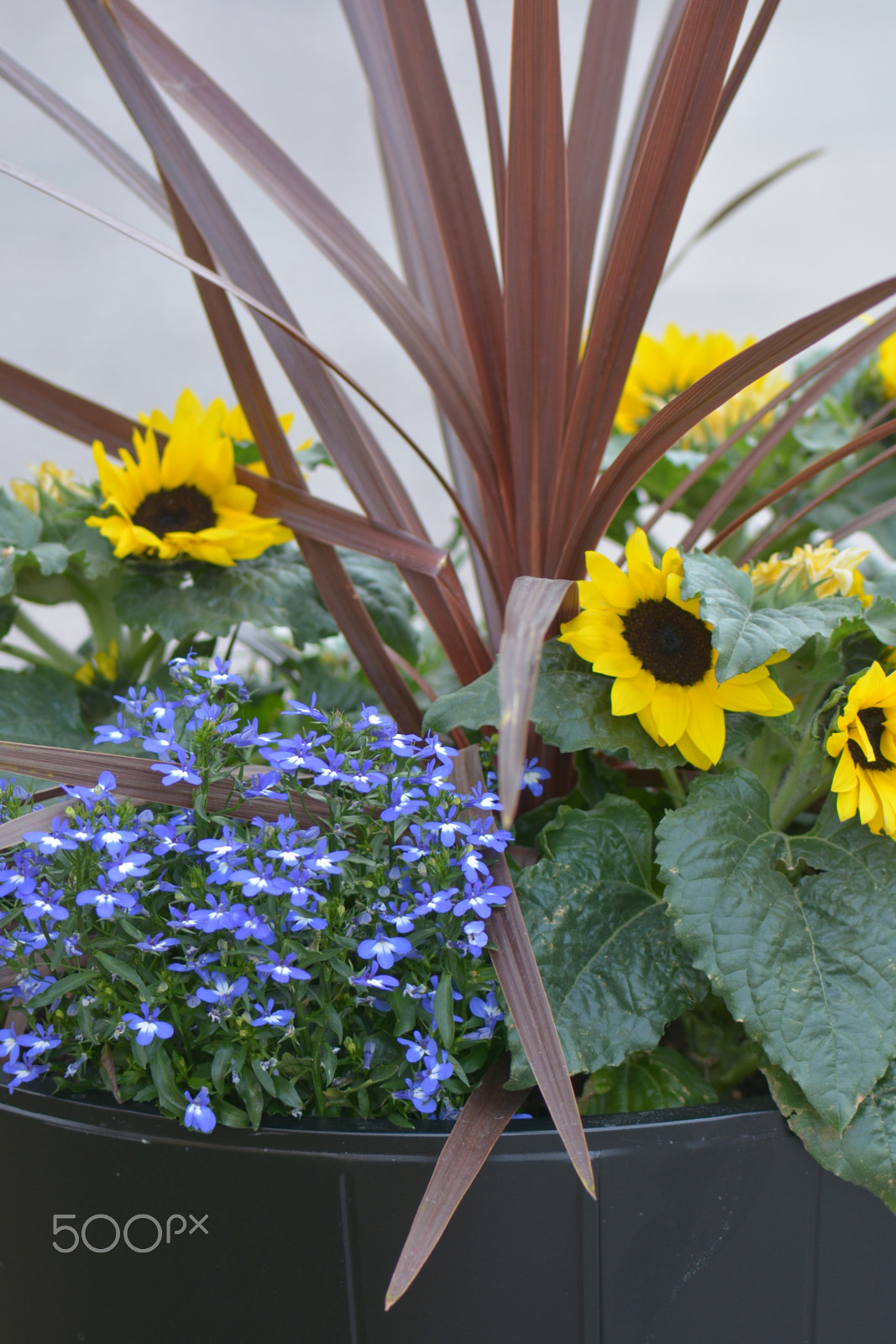 Nikon AF-S Micro-Nikkor 105mm F2.8G IF-ED VR sample photo. Up in the big flower pot. photography