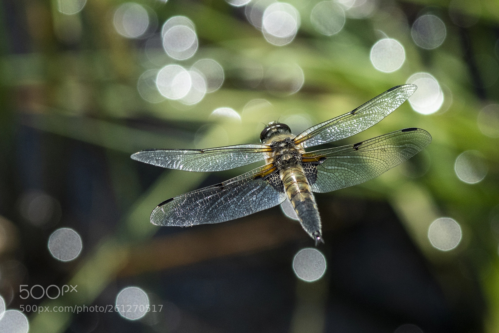 Nikon D850 sample photo. Libellula quadrimaculata - the photography