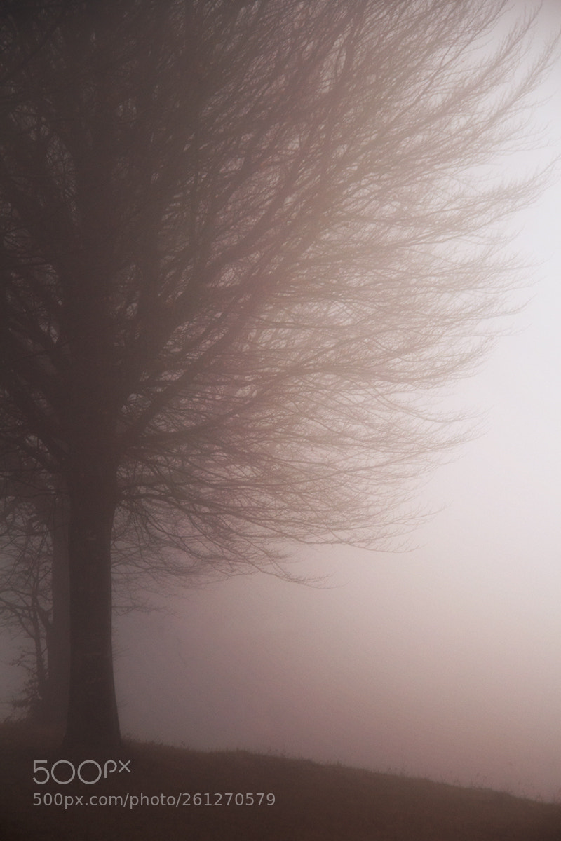 Canon EOS 700D (EOS Rebel T5i / EOS Kiss X7i) sample photo. Misty lonely tree photography