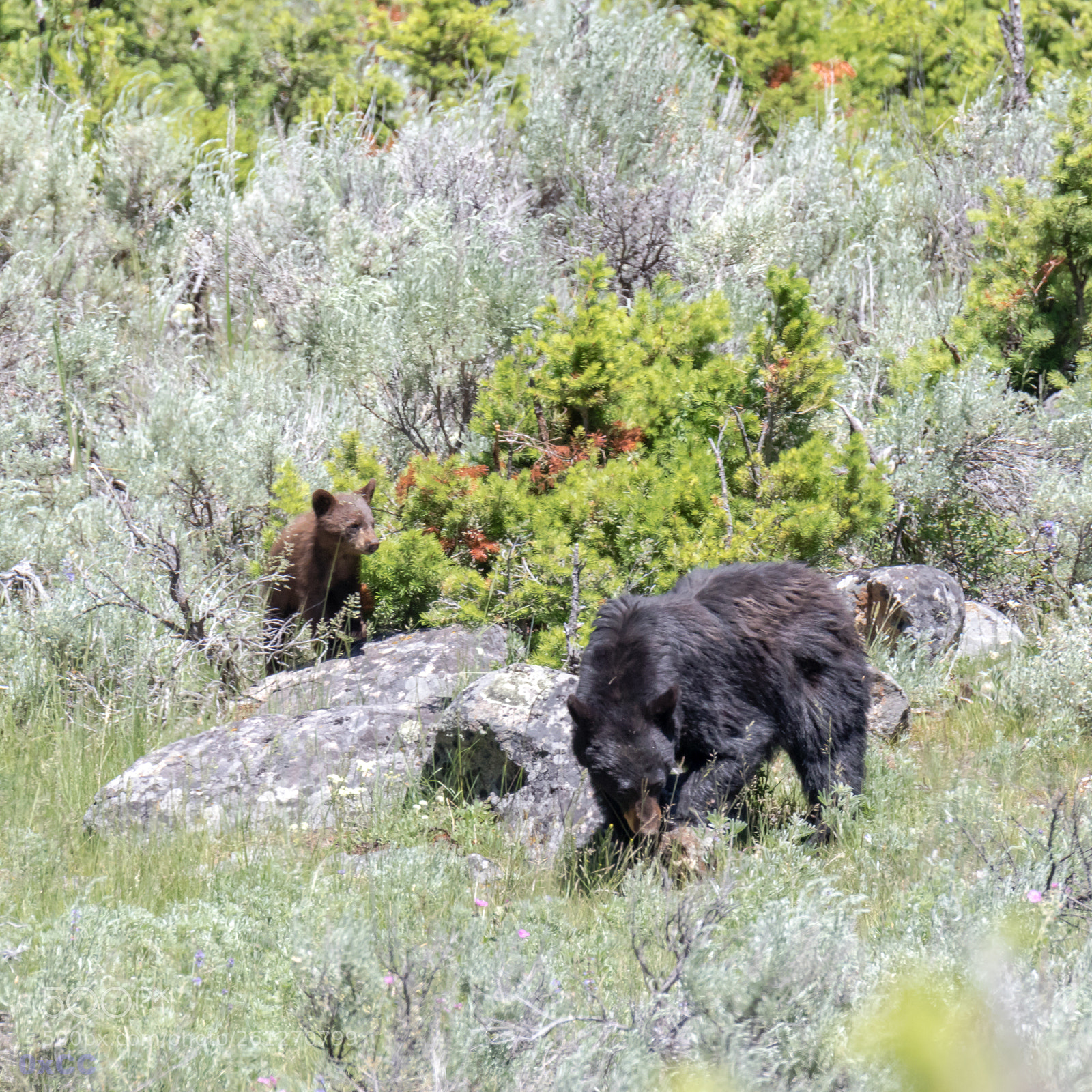 Canon EOS 7D Mark II sample photo. Black bear with cubs photography