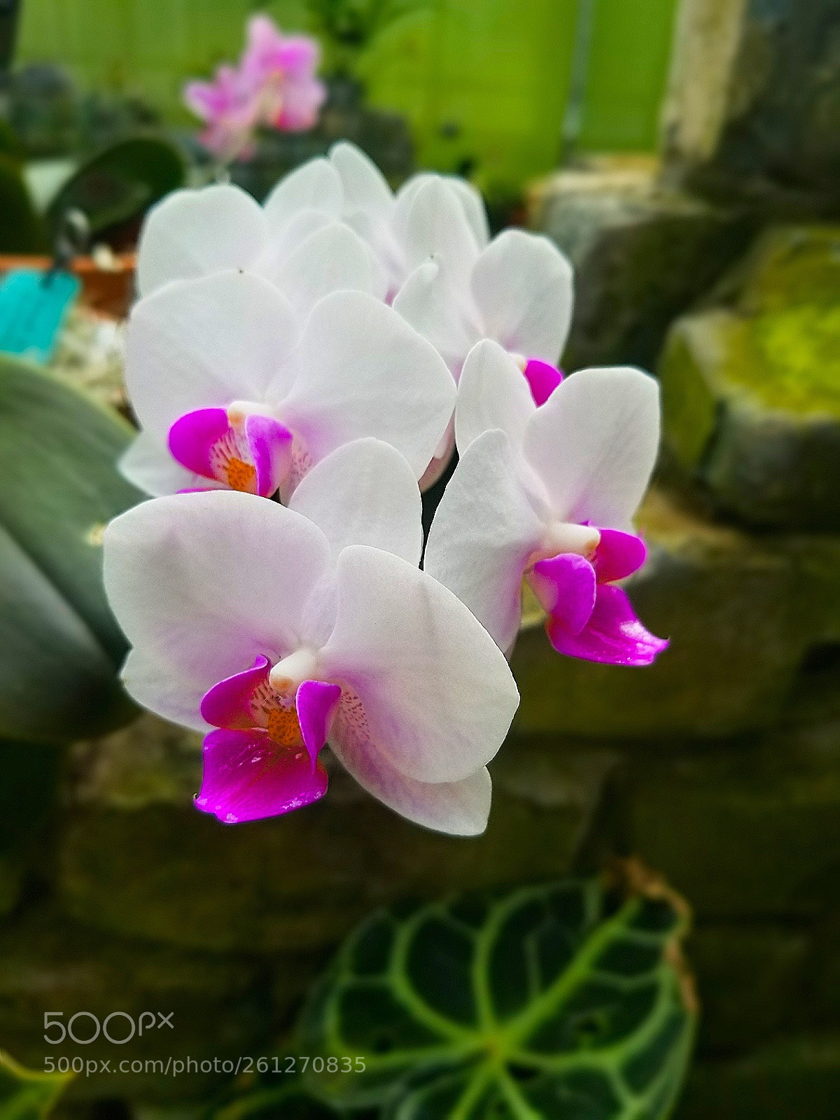 Samsung Galaxy S8 sample photo. Untitled photography