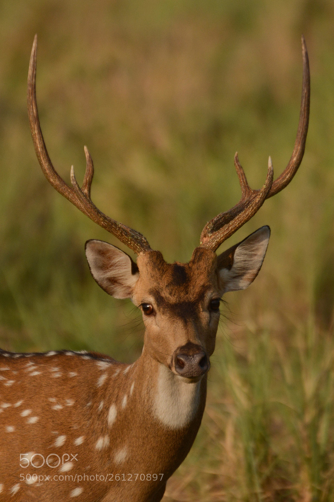 Nikon D7100 sample photo. Spotted deer photography