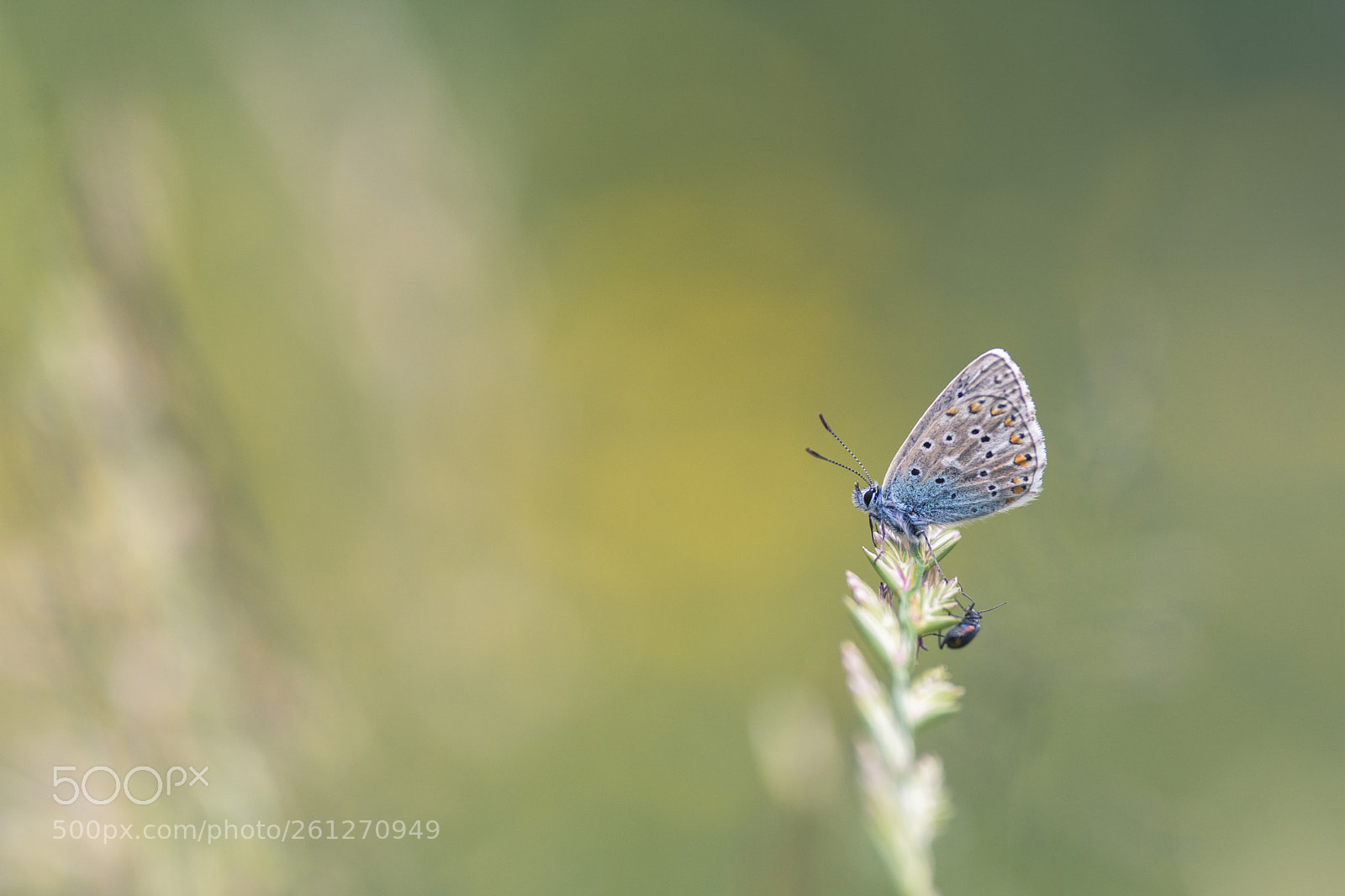 Nikon D7200 sample photo. Butterfly and someone else photography