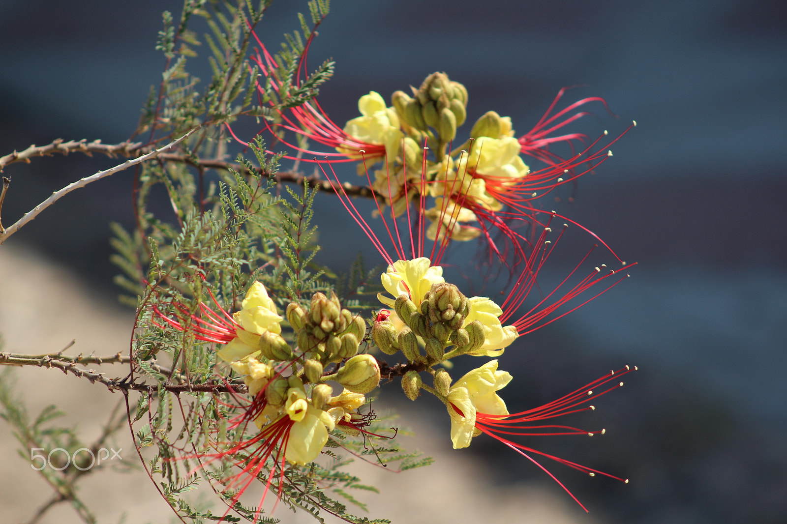 Canon EF 75-300mm f/4-5.6 USM sample photo. Dad's flowers photography