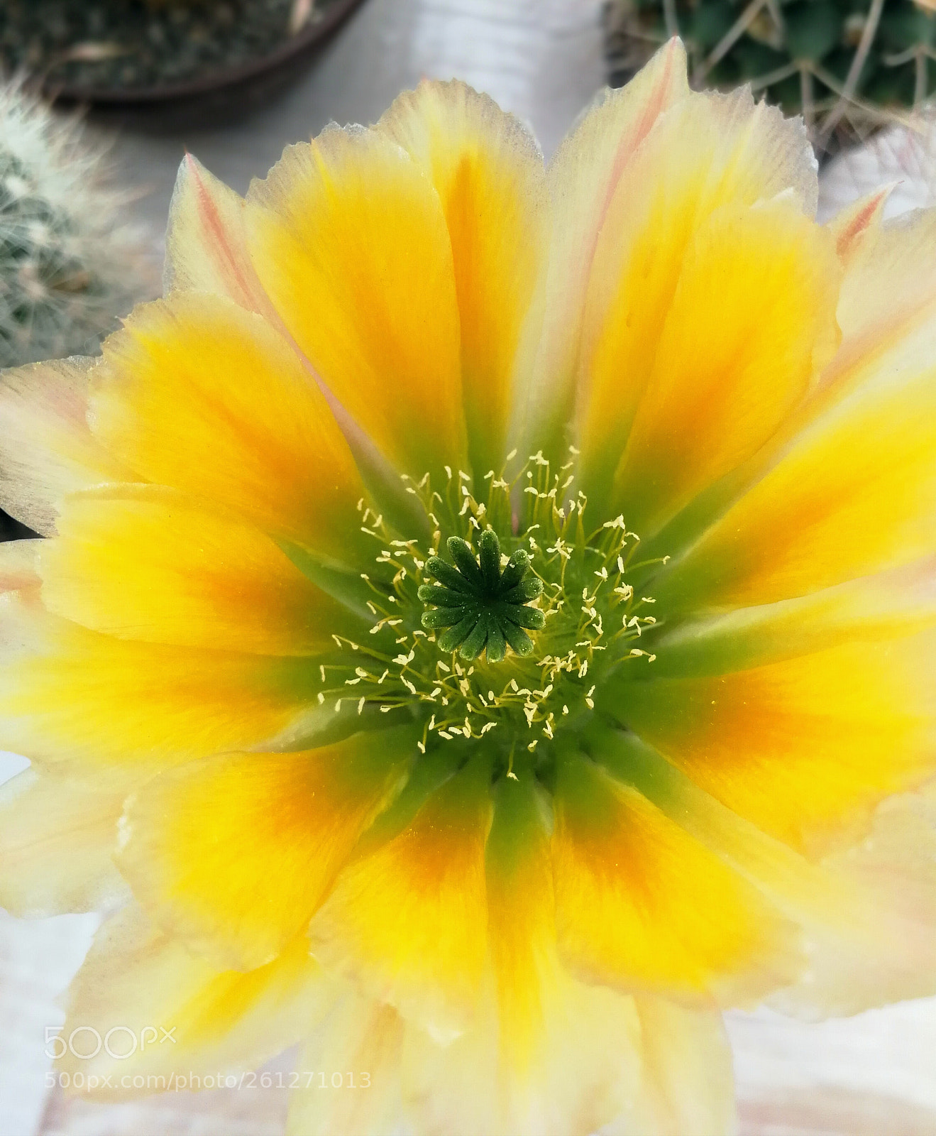 HUAWEI P10 sample photo. Flower of cactus photography