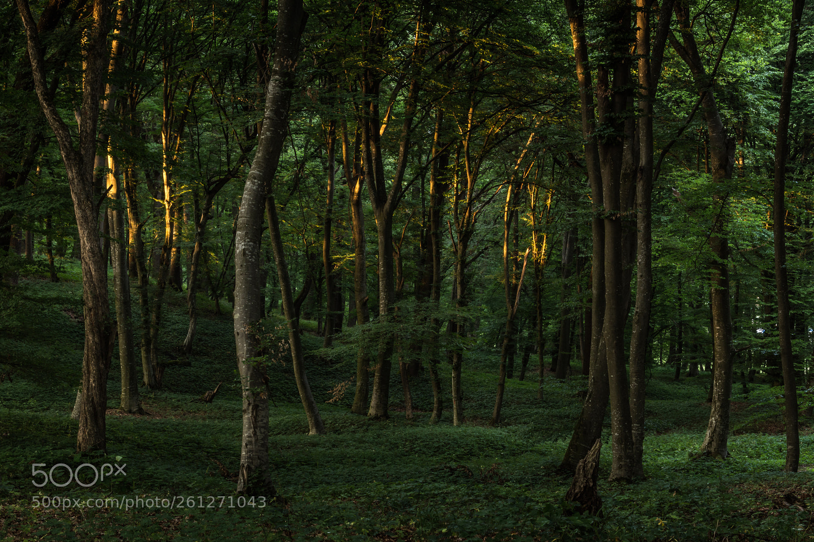 Nikon D7200 sample photo. Erdő / forest ( budvár ) photography