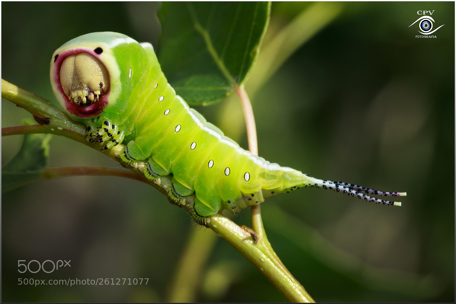 Canon EOS 80D sample photo. Cerura vinula oruga photography