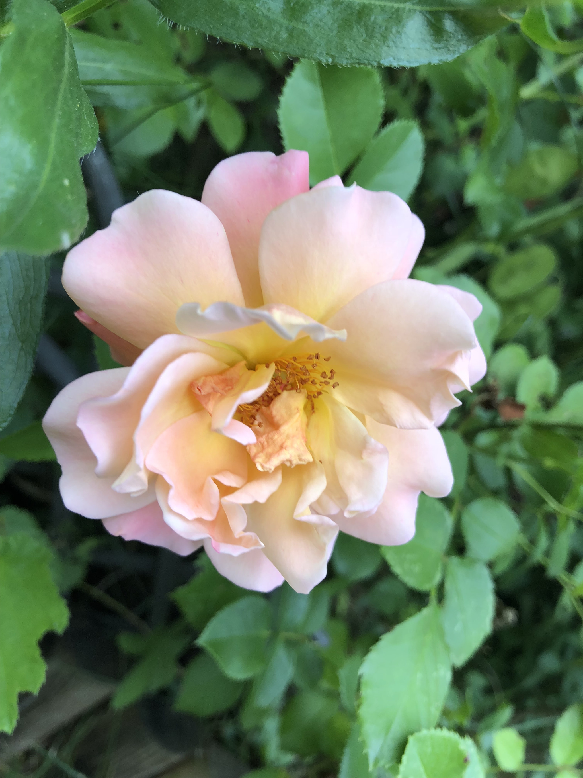 Apple iPhone 8 sample photo. #wonder photography