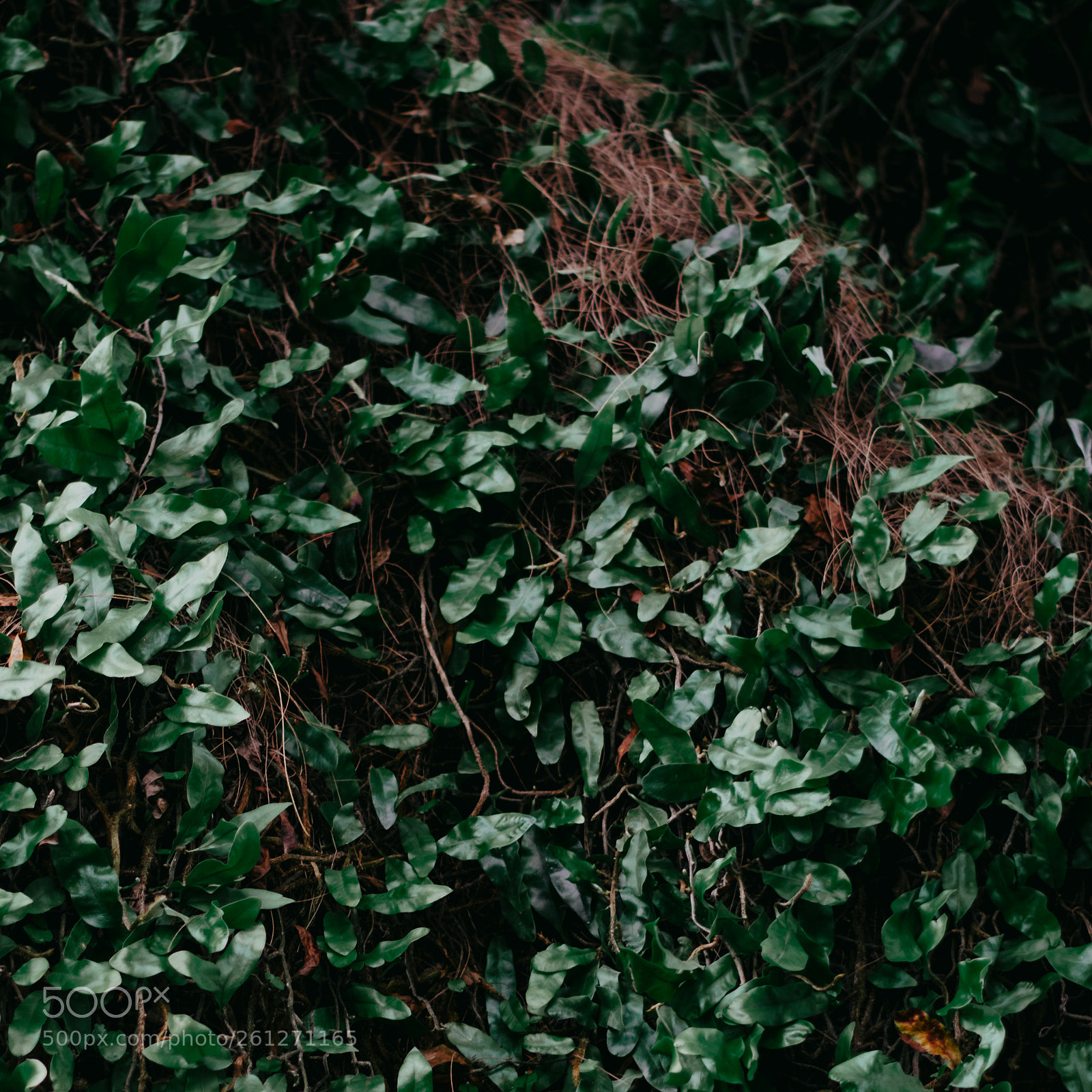 Nikon D5300 sample photo. Green photography