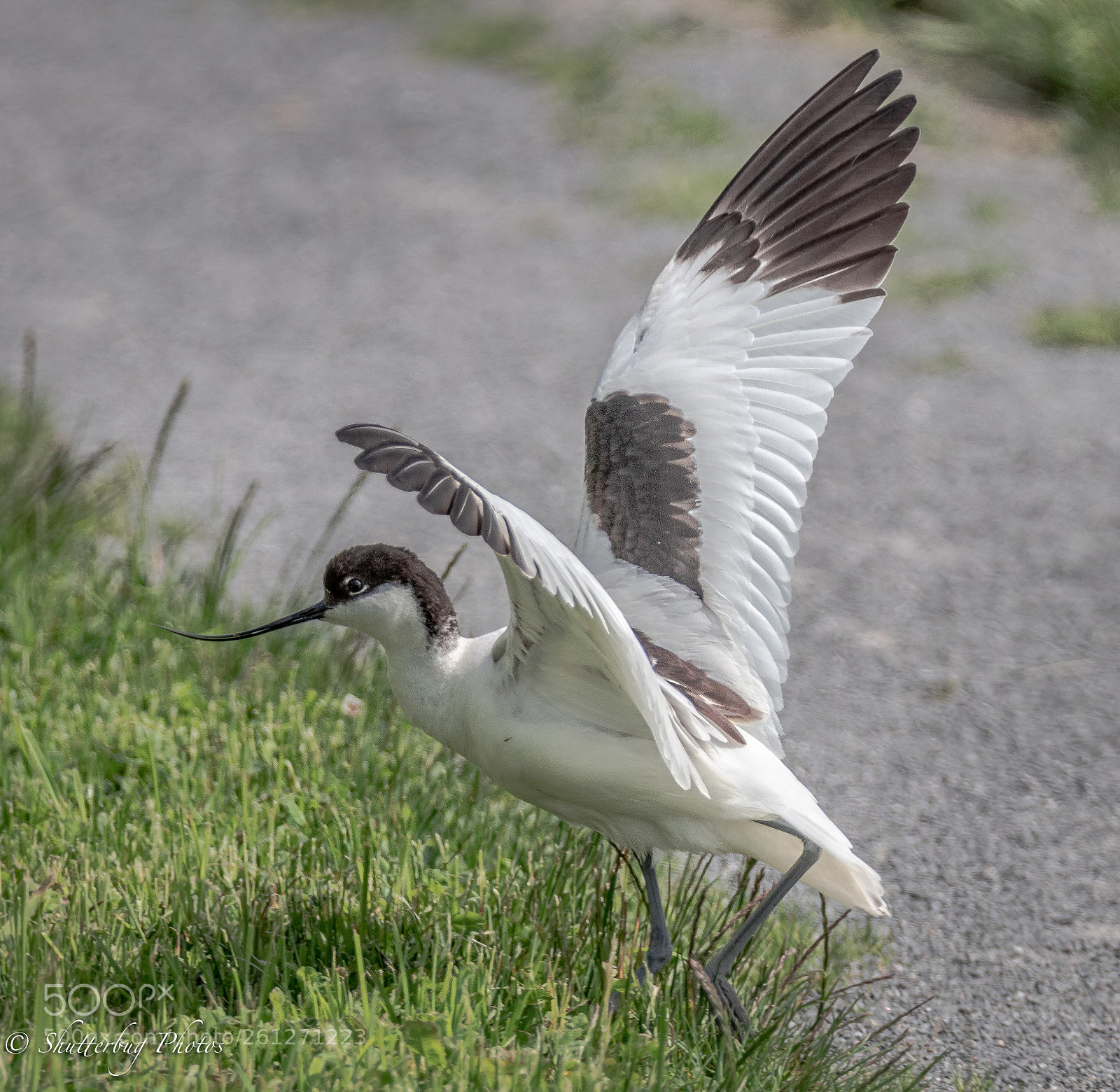 Canon EOS 80D sample photo. Avocet wings photography