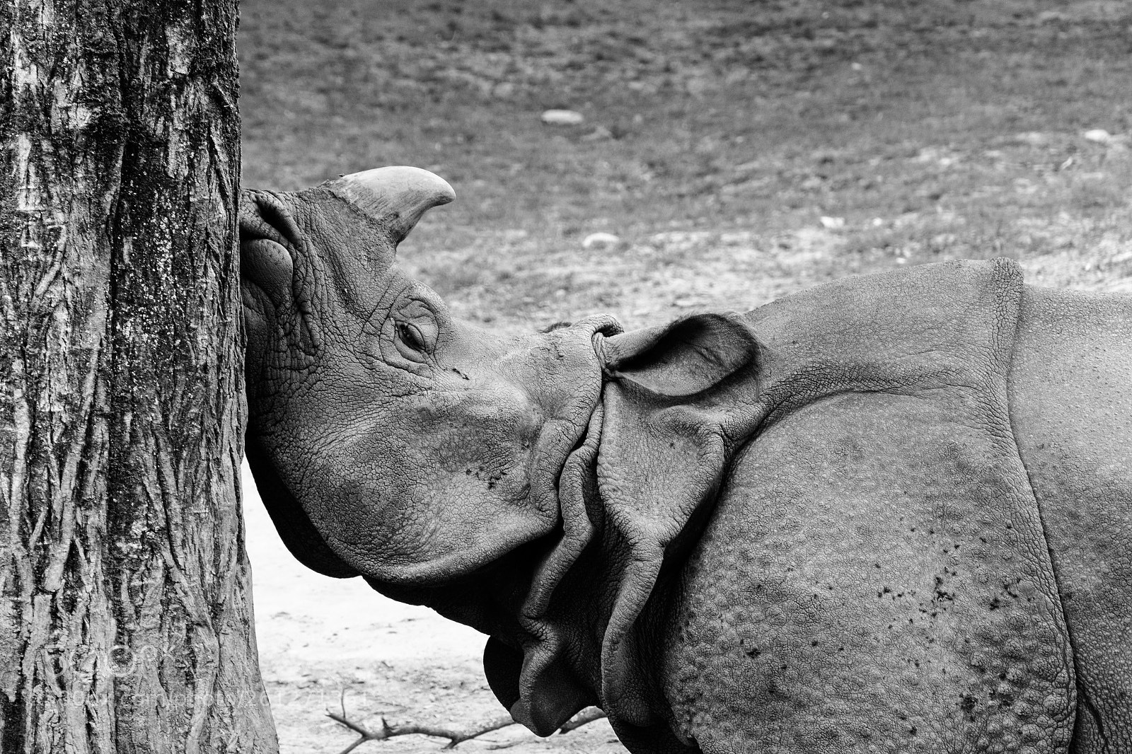 Nikon D7100 sample photo. Parc animalier de branf photography