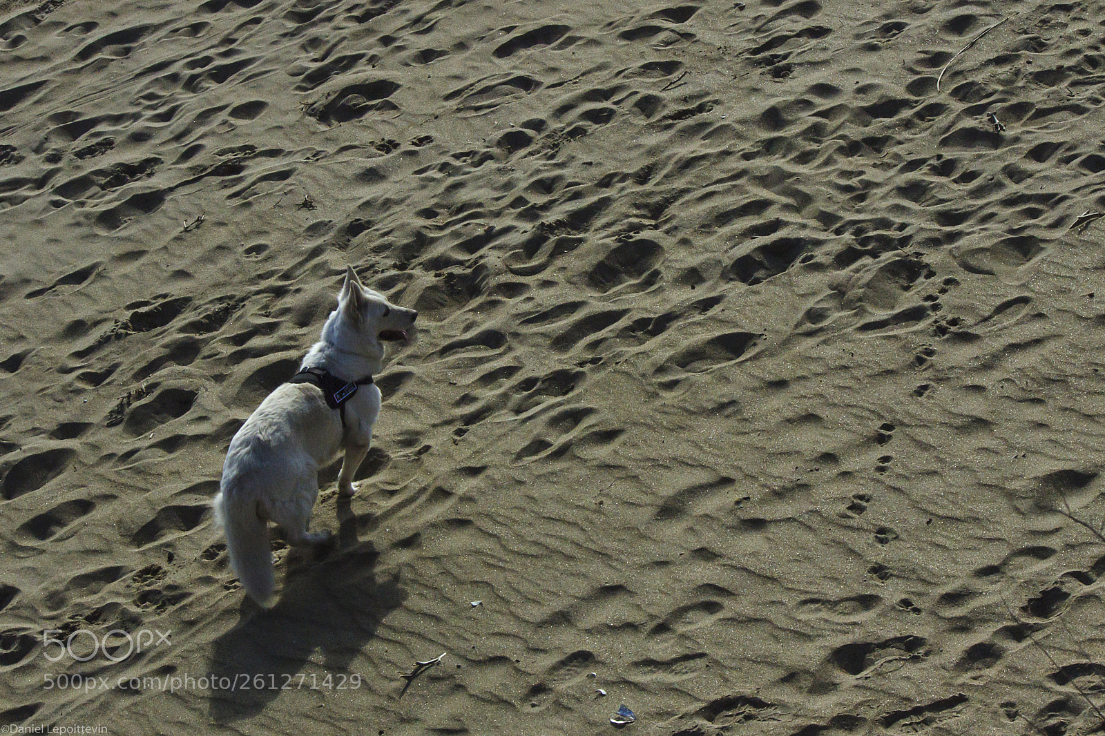 Canon EOS 600D (Rebel EOS T3i / EOS Kiss X5) sample photo. Cerberus of the sands photography