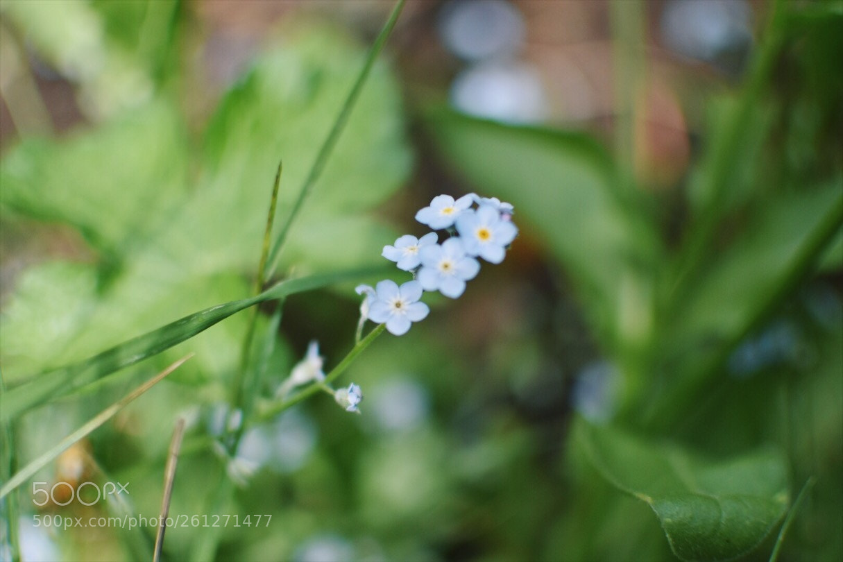 Nikon D5500 sample photo. Forget me not photography