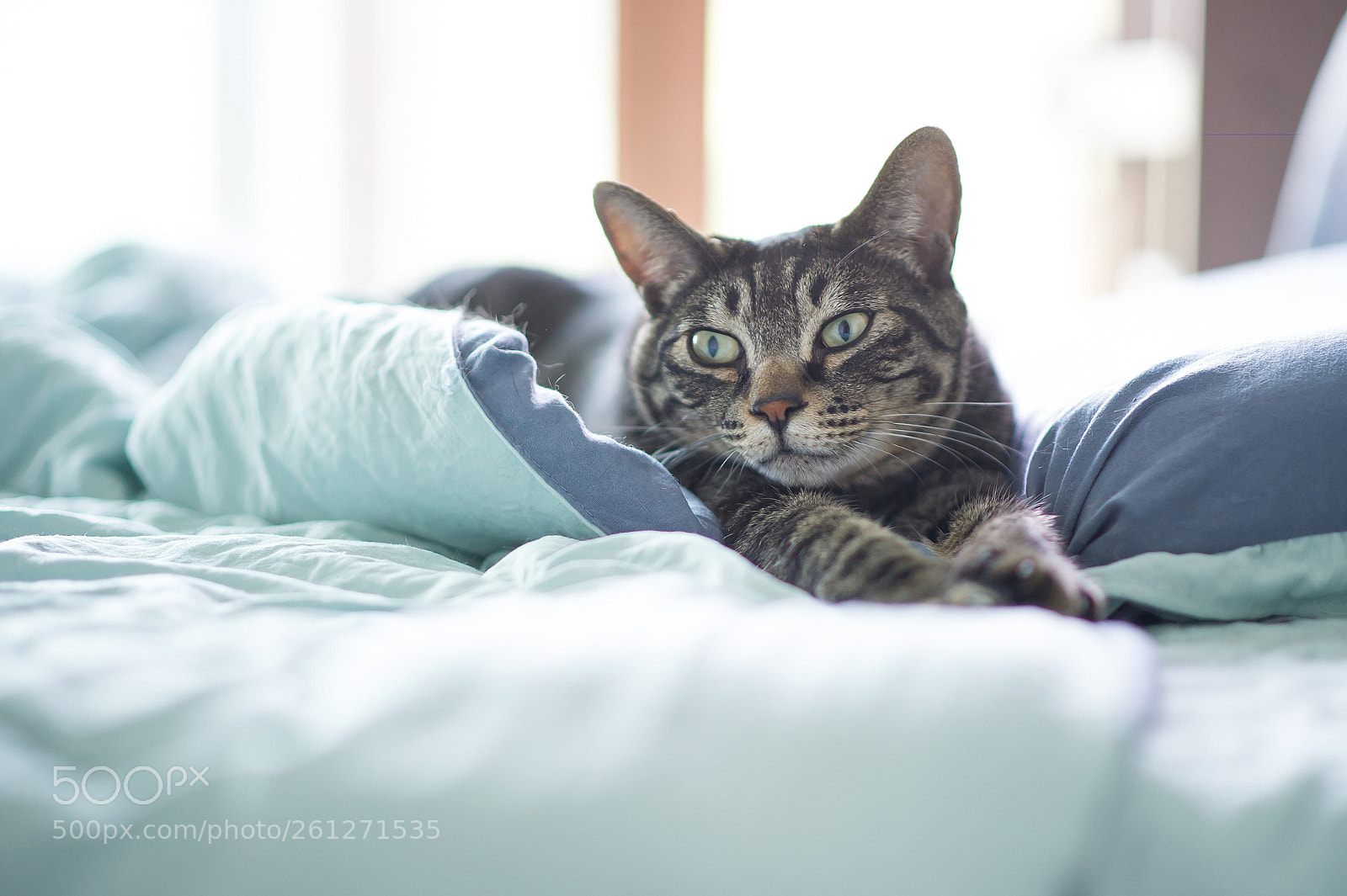 Nikon D3S sample photo. Cat photography