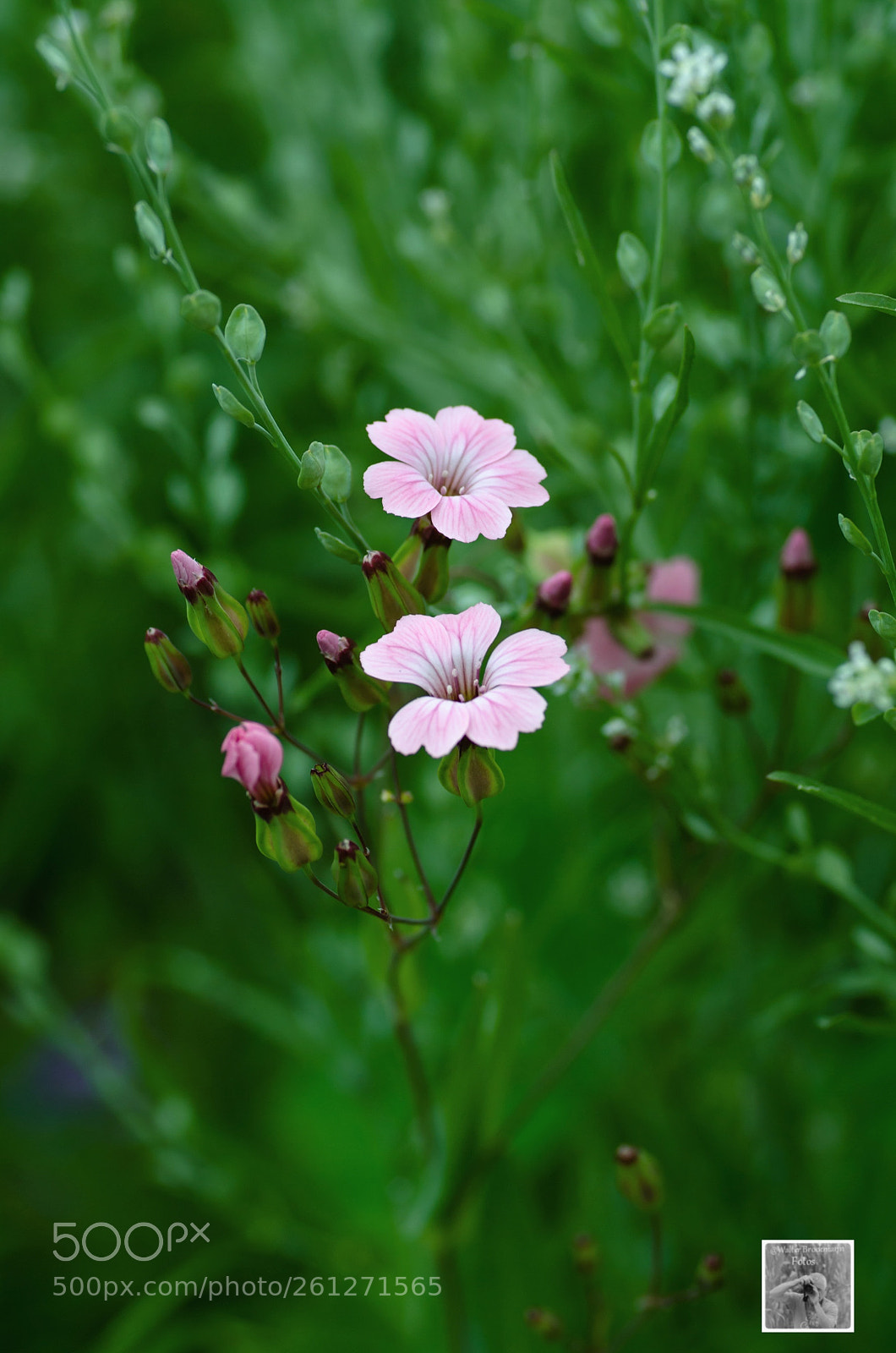 Nikon D7000 sample photo. Sigma 90mm 2.8 macro photography
