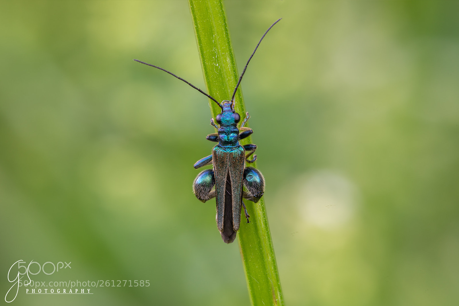 Canon EOS 5D Mark IV sample photo. Oedemera nobilis photography