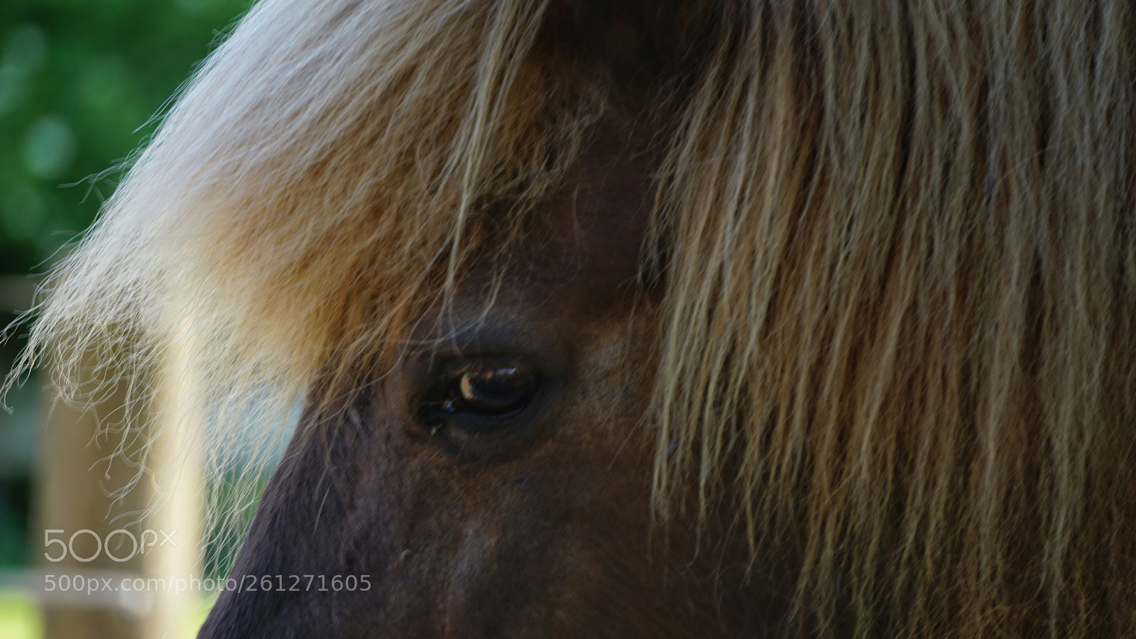 Sony a6000 sample photo. Icelandic horse photography