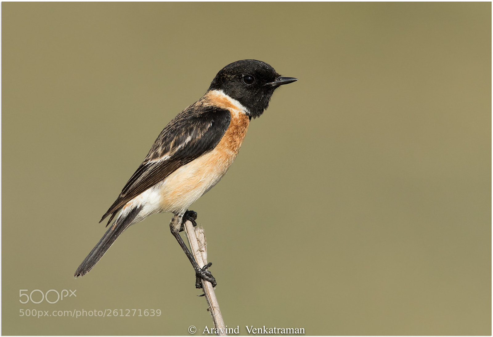 Canon EOS 7D Mark II sample photo. Siberian stonechat photography