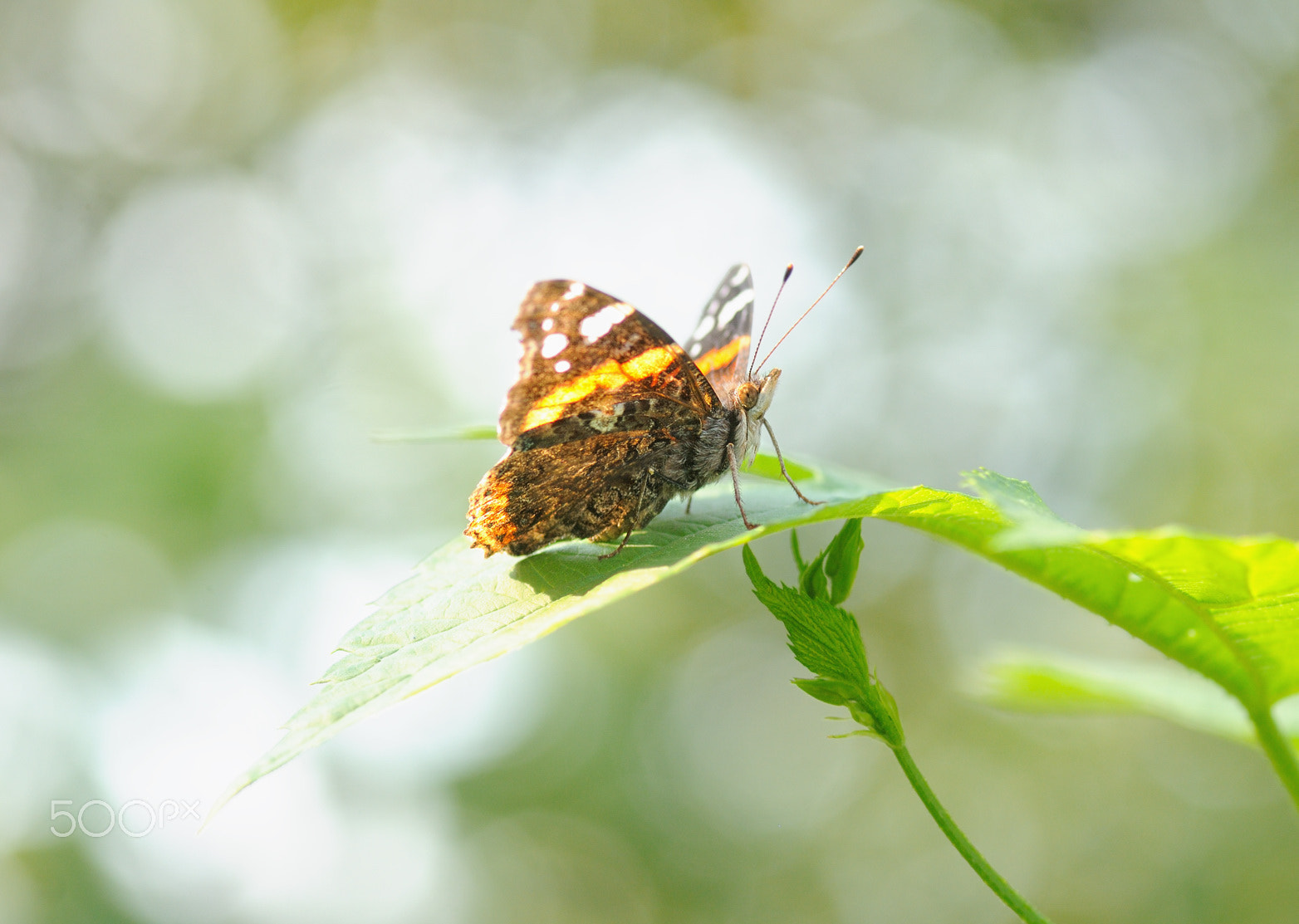 Nikon D300S sample photo. )|( photography