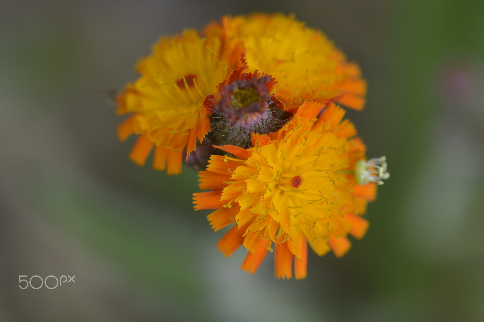 Nikon D7100 + Nikon AF-S Micro-Nikkor 105mm F2.8G IF-ED VR sample photo. Three yellow flowers on a stick. photography