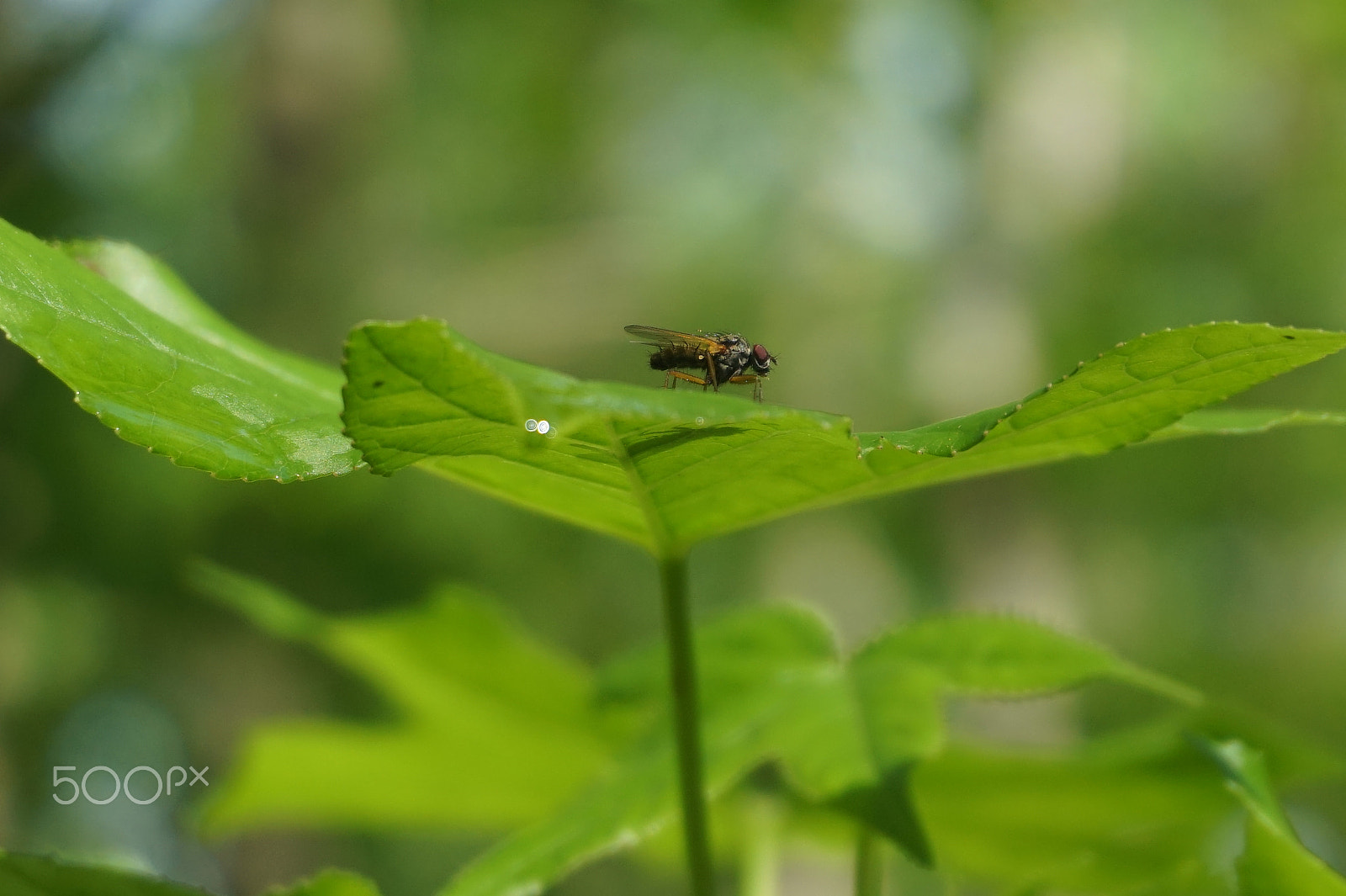 Sony Alpha a5000 (ILCE 5000) sample photo. Dsc photography