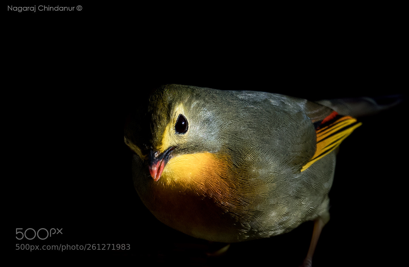 Nikon D500 sample photo. Red billed liothrix photography