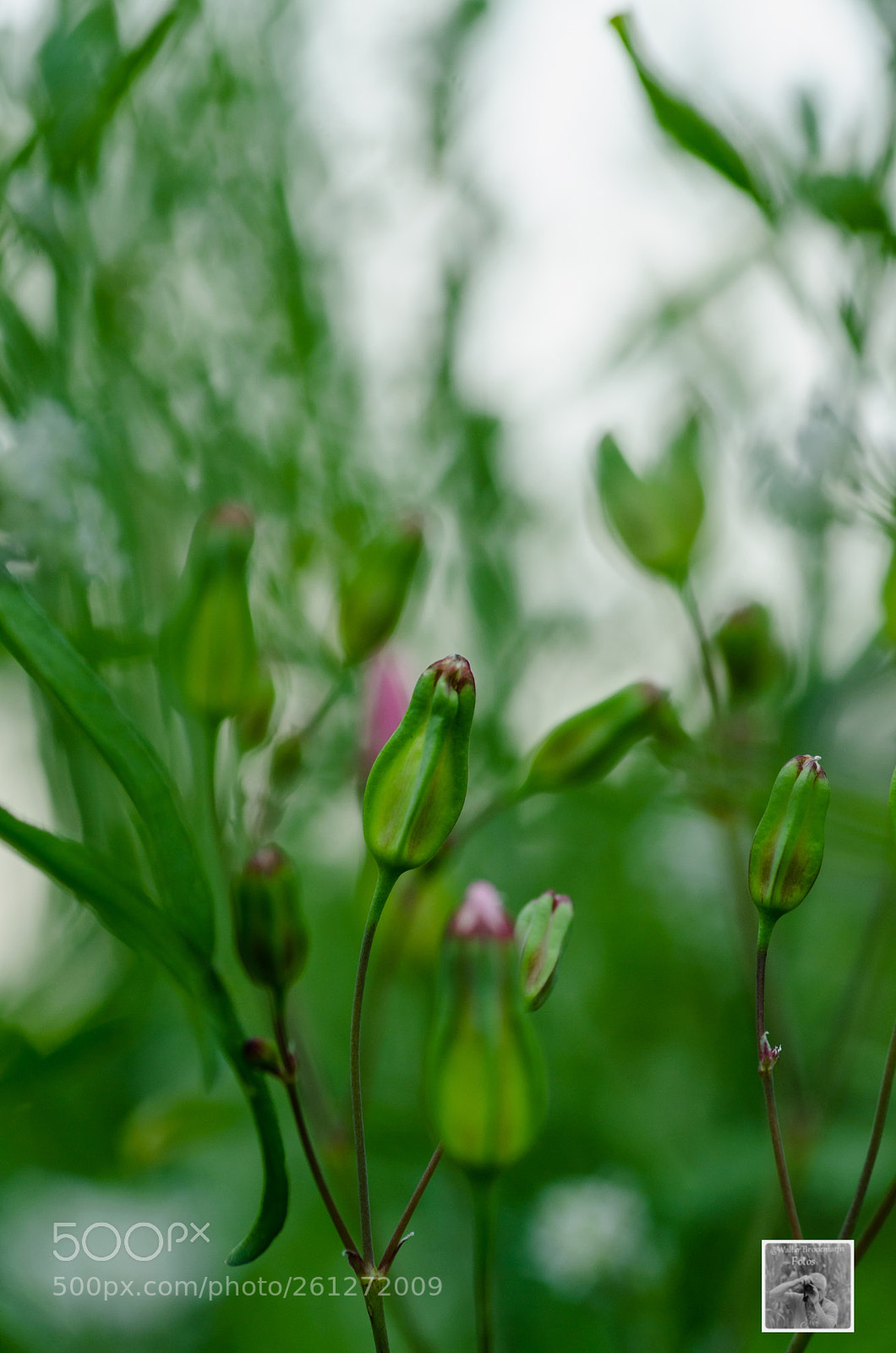 Nikon D7000 sample photo. Sigma 90mm 2.8 macro photography