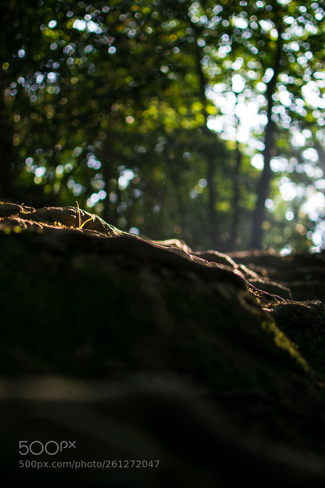 Nikon D3300 sample photo. The beauty of the photography