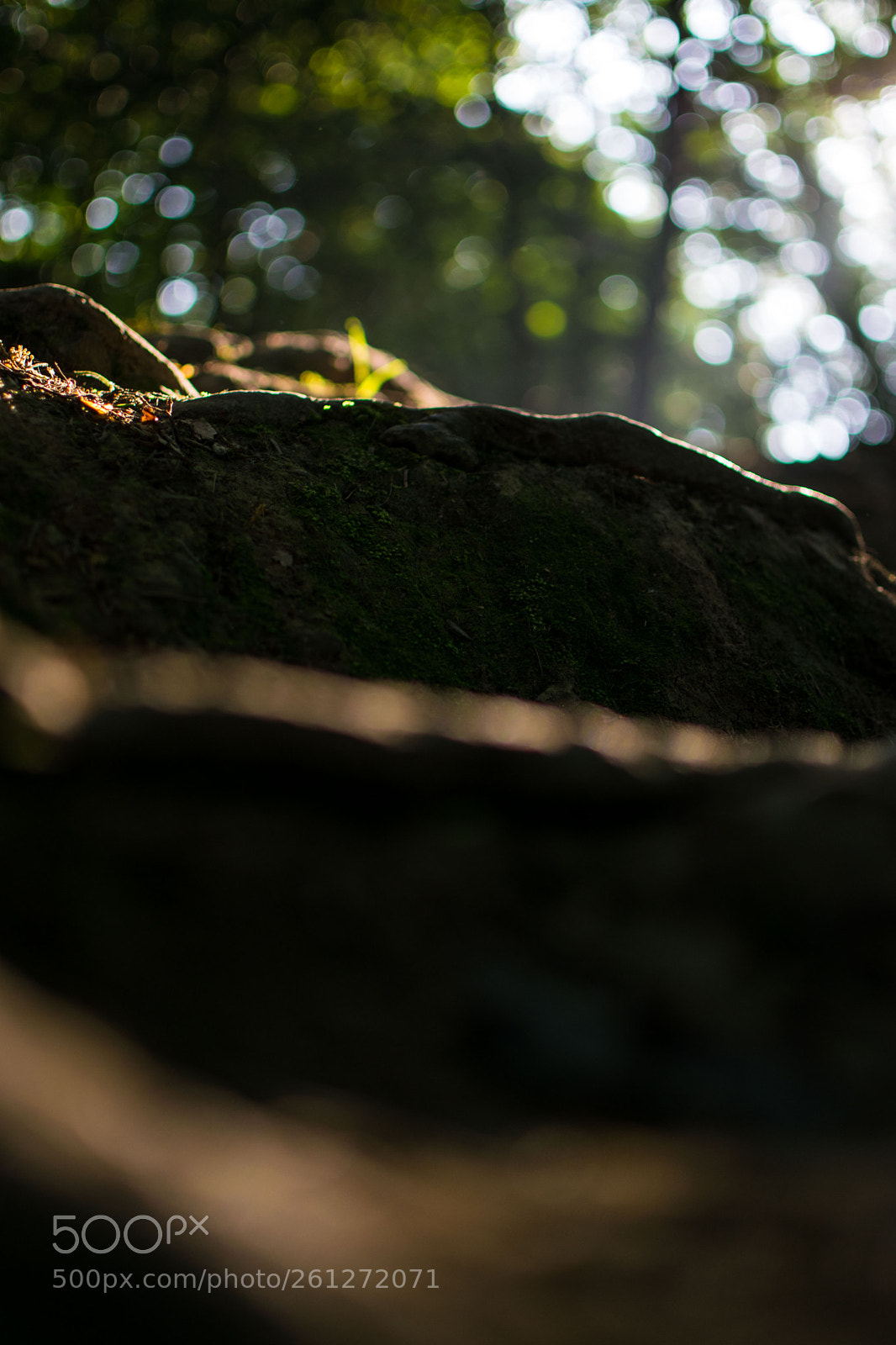 Nikon D3300 sample photo. The beauty of the photography