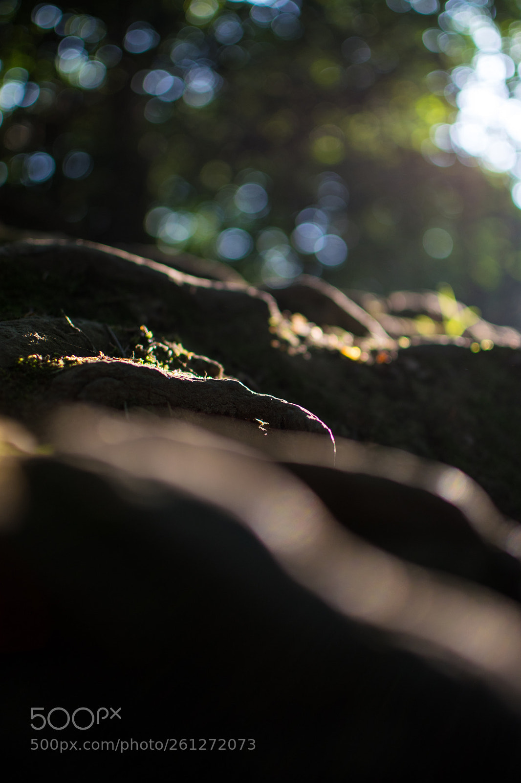 Nikon D3300 sample photo. The beauty of the photography